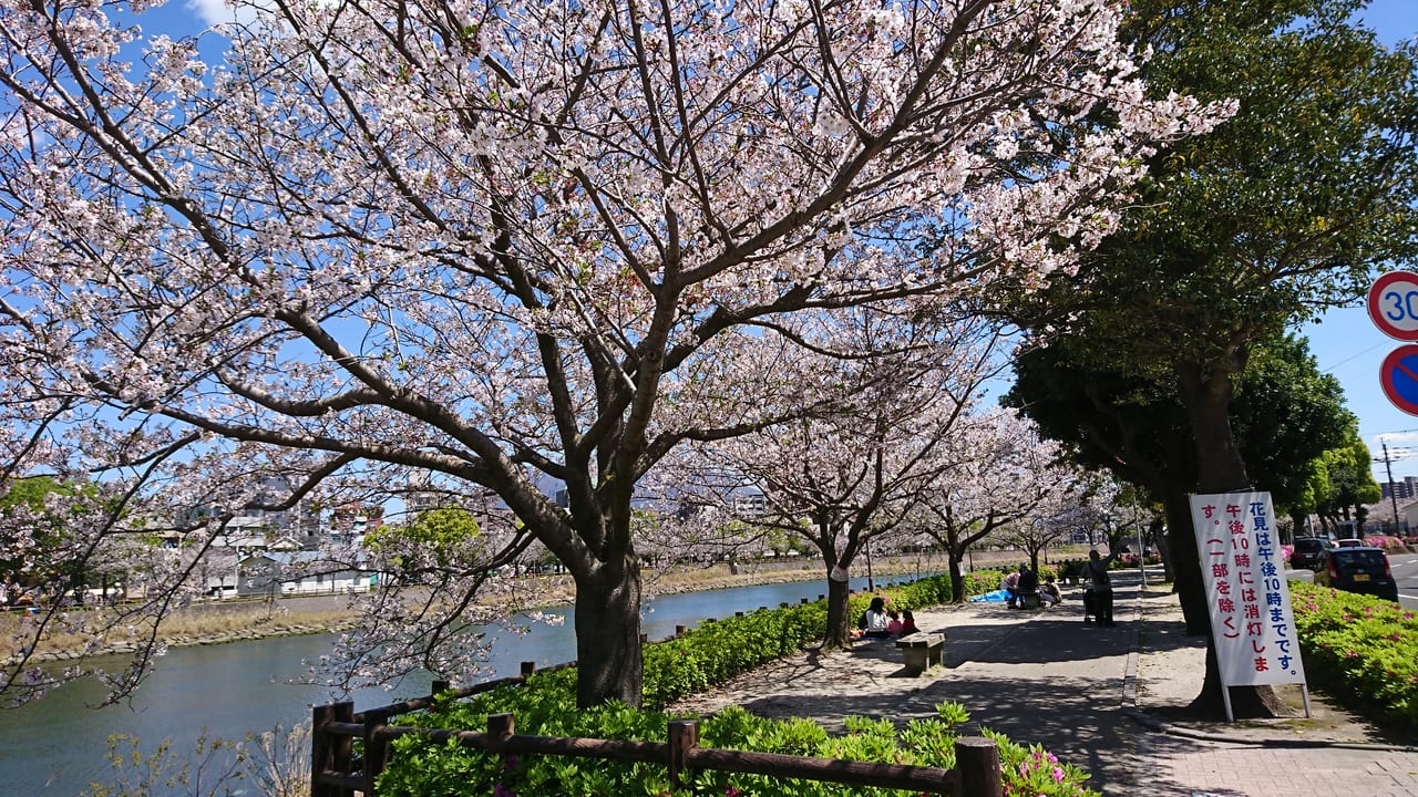 鹿児島市 お花見の大人気スポット 甲突川河畔の桜 今年の開花予想はいつ 号外net 鹿児島市