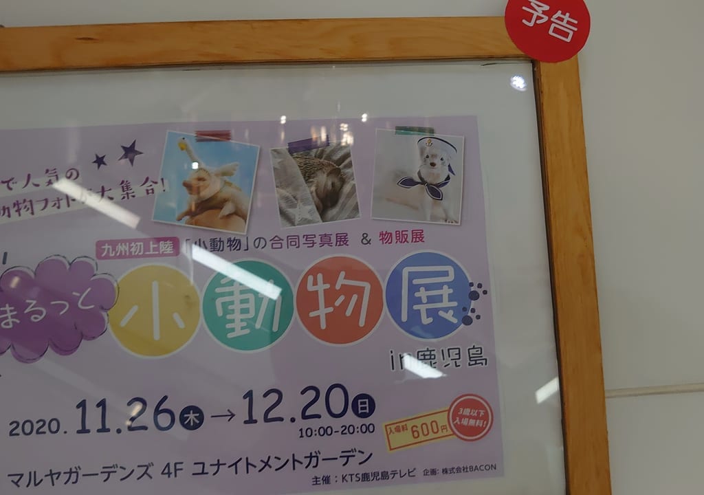 小動物展
